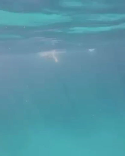 SWIMSUIT  "YOU NEVER REGRET A SWIM" DIVER INTO SWIM RING